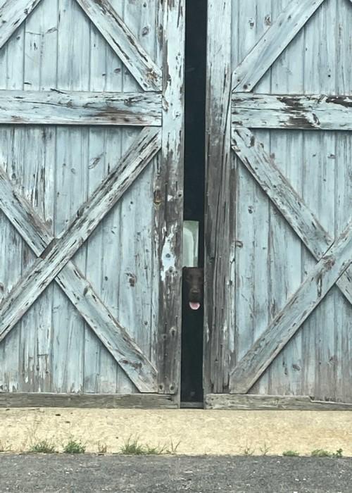 Dog looking through a barn door