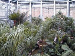 Tropical plants sit inside a glass and aluminum structure.