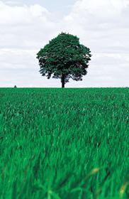 green tree and green grass